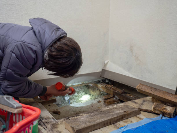 Best Industrial Mold Remediation  in Rock Springs, NM