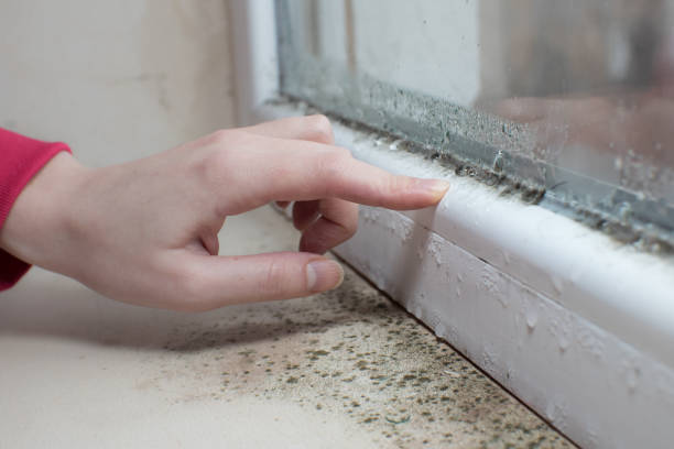 Best HVAC Mold Inspection and Cleaning  in Rock Springs, NM