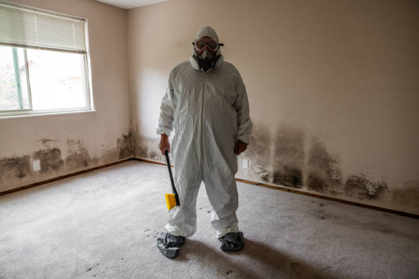 Biohazard Mold Removal in Rock Springs, NM